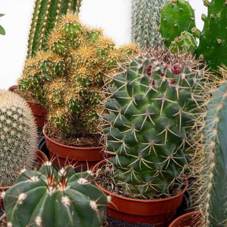 Cactus Ad